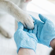 Shutterstock 1083309506