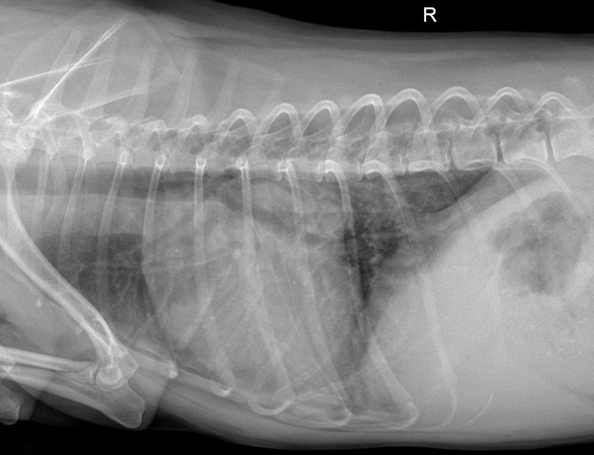 Acute congestive heart failure in a nine-year-old chihuahua: A case ...