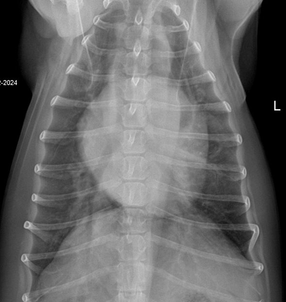 Acute congestive heart failure in a nine-year-old chihuahua: A case ...