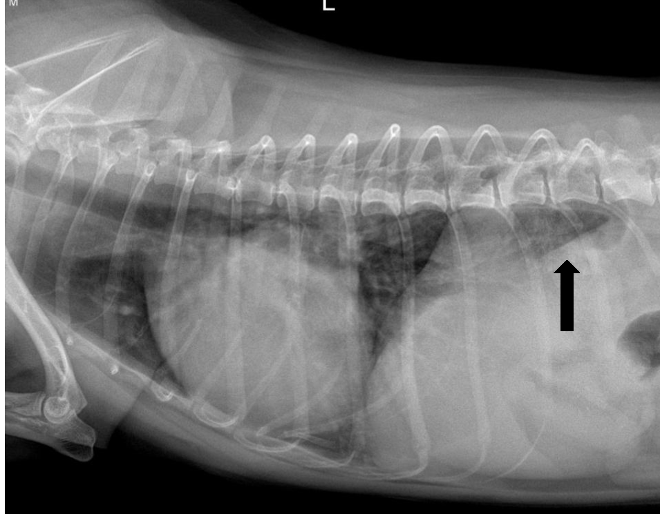 Acute congestive heart failure in a nine-year-old chihuahua: A case ...