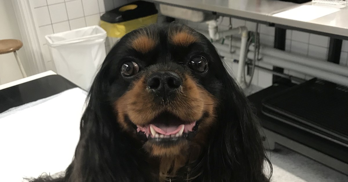 bang Uskyldig New Zealand Myxømatøs mistralklapsygdom hos hund: Medicinsk behandling | Dansk  Veterinærtidsskrift
