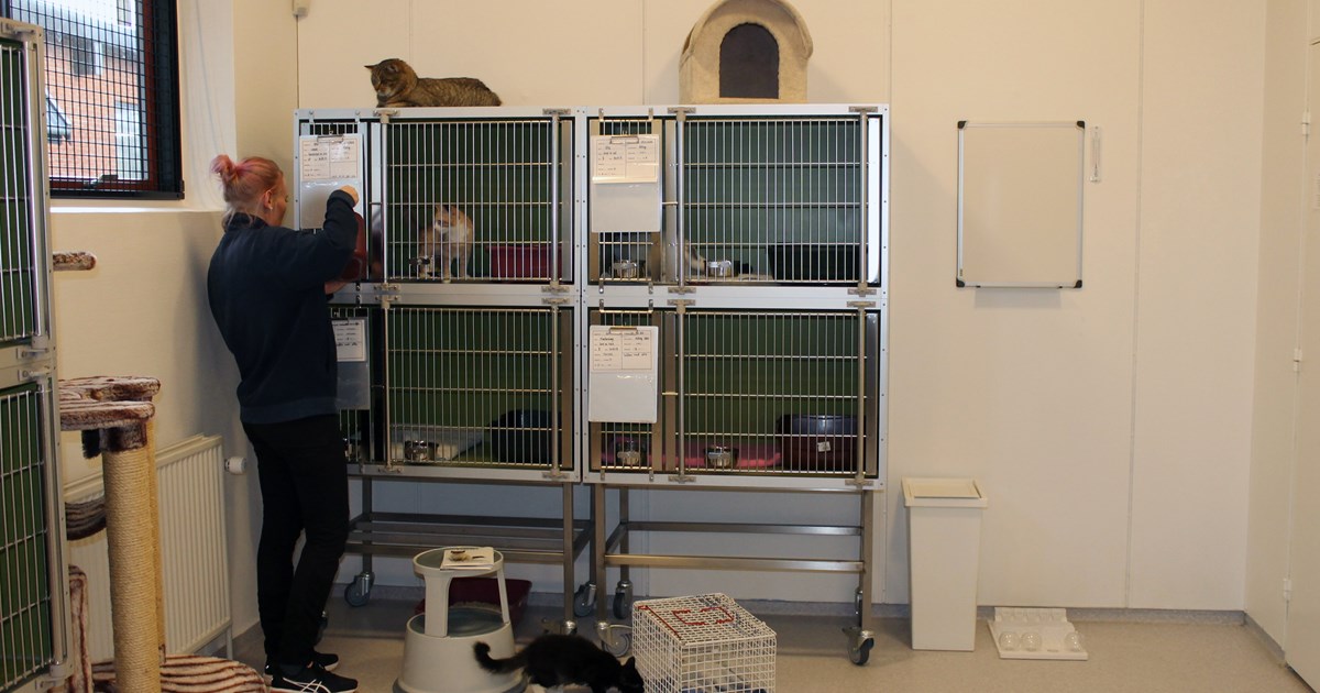 De kommer videre – det er en helt anden historie kattene | Dansk Veterinærtidsskrift