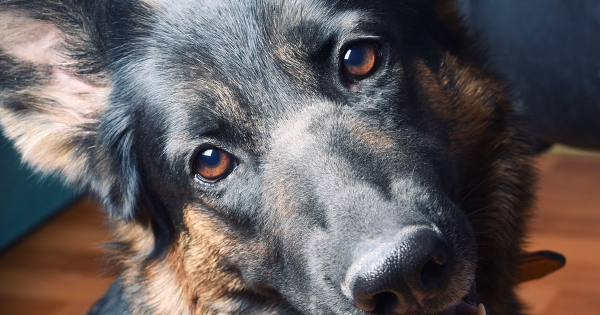 klap Teknologi Korrespondance Adfærdsproblemer hos hunde stiller krav til samarbejde og uddannelse |  Dansk Veterinærtidsskrift