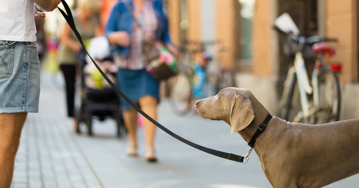 Lovgivning om opdræt og hold af familiehunde på tværs af 11 lande Dansk Veterinærtidsskrift