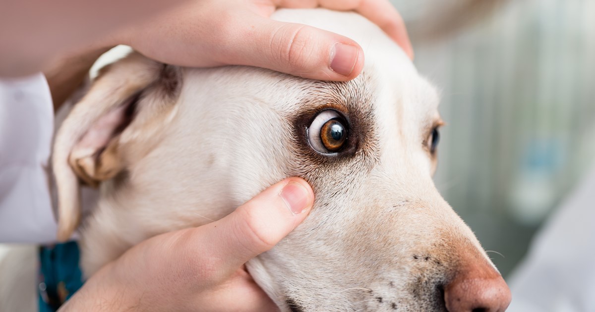 Stor andel af Labrador retrievere i Danmark bærer den nedarvede øjensygdom Stargardt | Dansk Veterinærtidsskrift