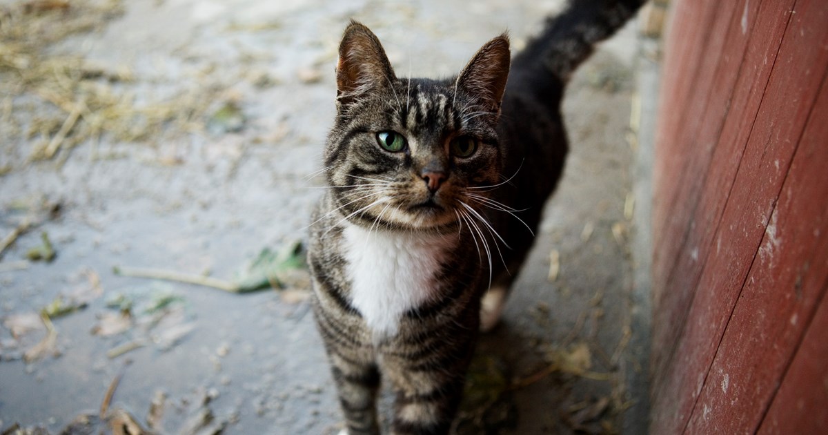 undskyldning Veluddannet Joseph Banks Lille kat på vejen, hvis er du? | Dansk Veterinærtidsskrift